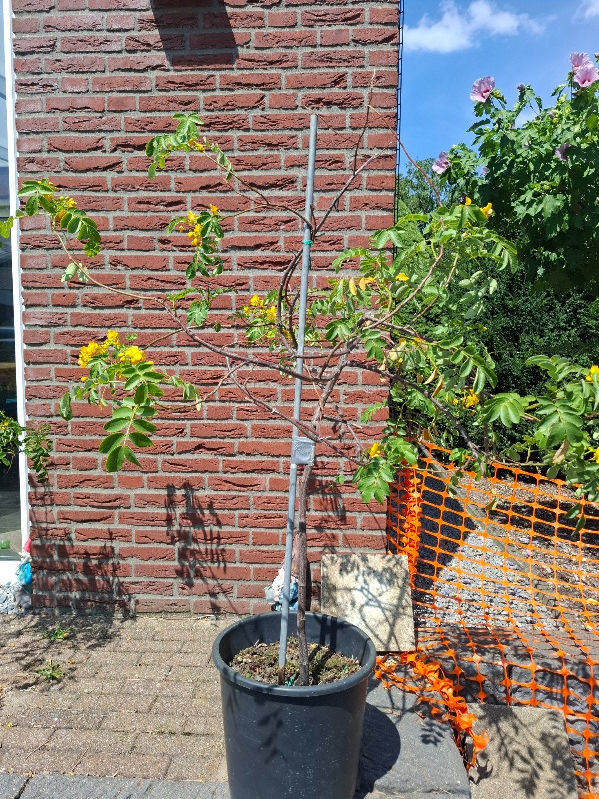 5 Mooie  cassia corymbosa yellow sensatie per stuk €10,00, Ophalen of Verzenden