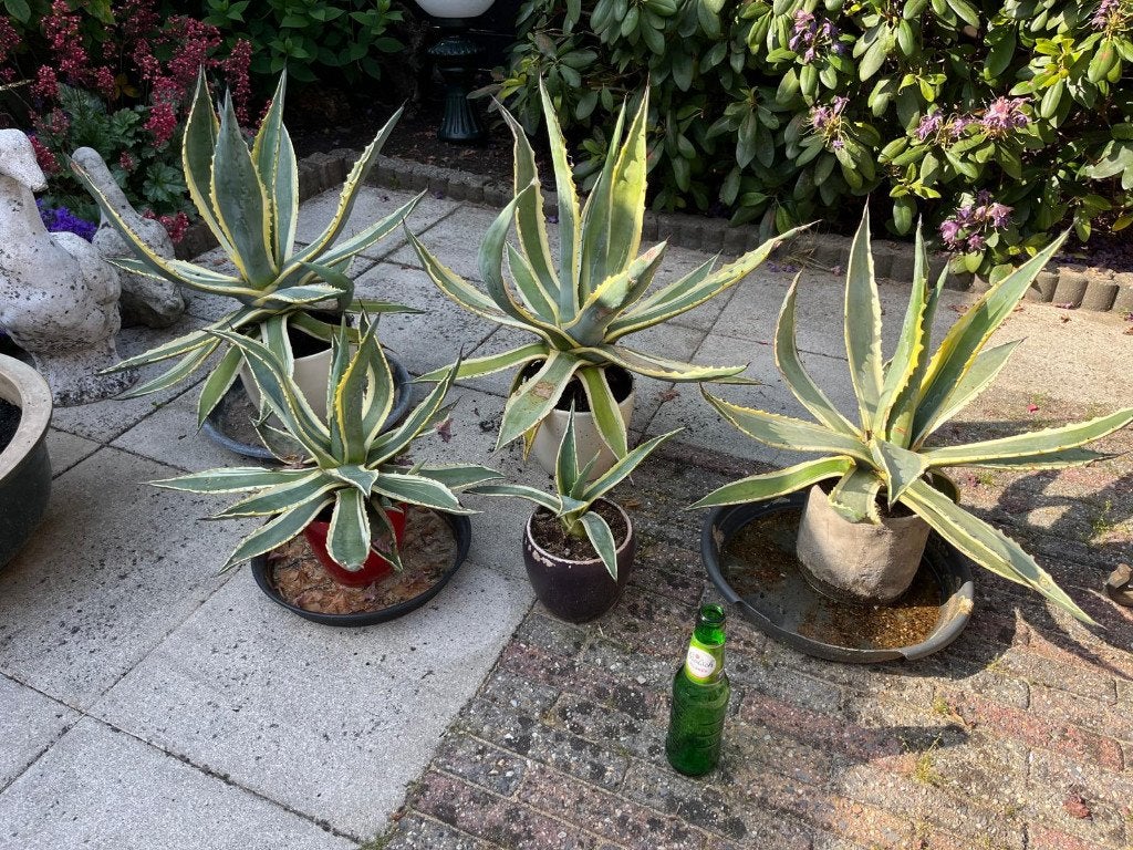 Agave americano, Volle zon, Vaste plant, Bloeit niet, Ophalen