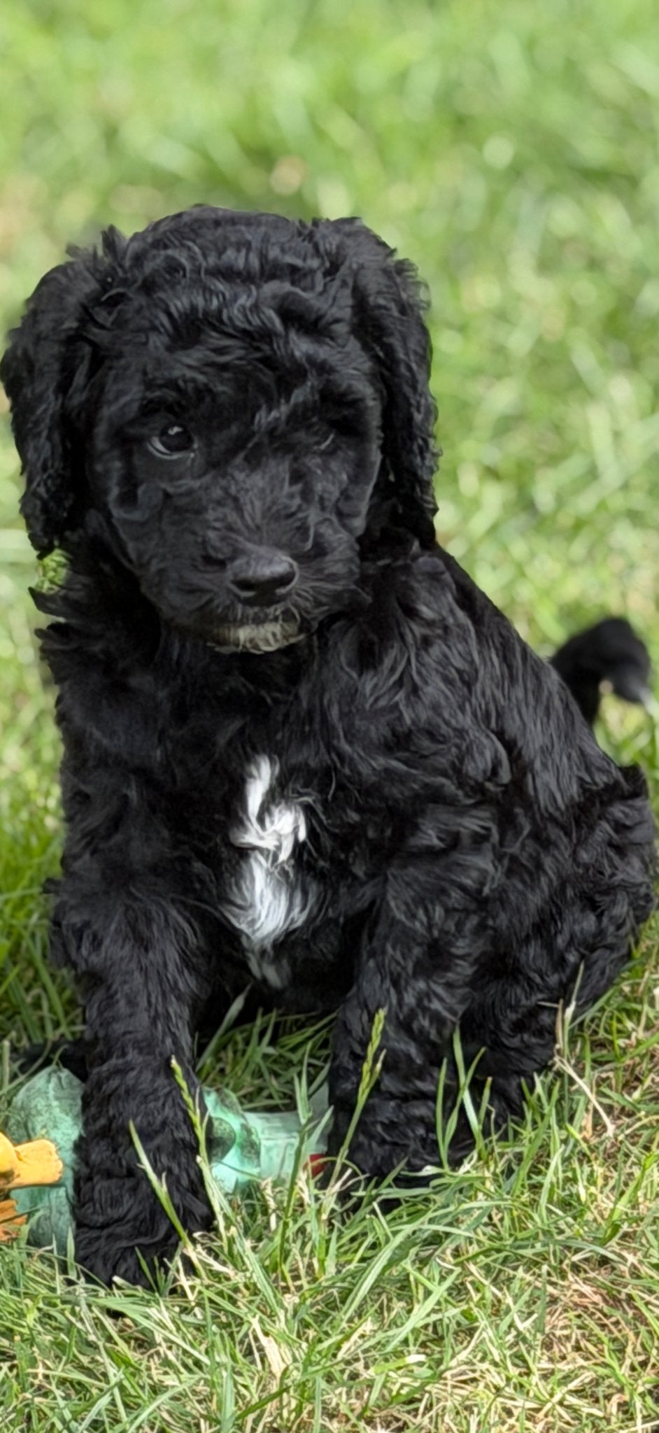 Medium Labradoodles, Parvo, Overige rassen, 8 tot 15 weken, Meerdere