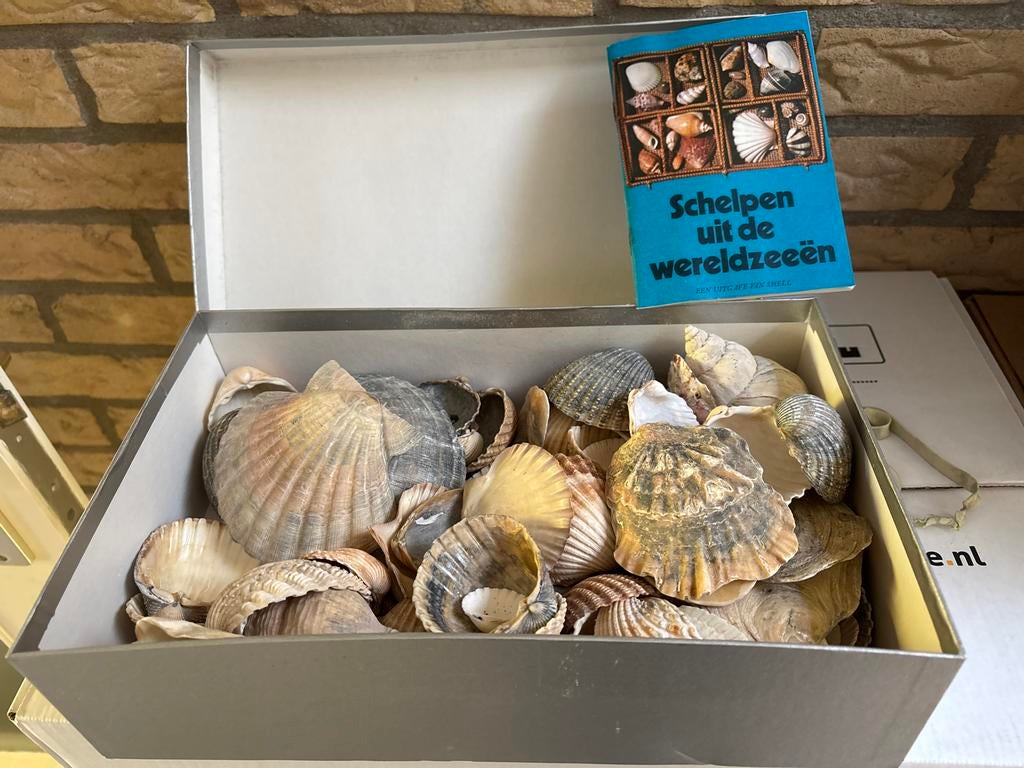 Schoenendoos vol schelpen met boekje, Verzamelen, Ophalen of Verzenden, Gebruikt