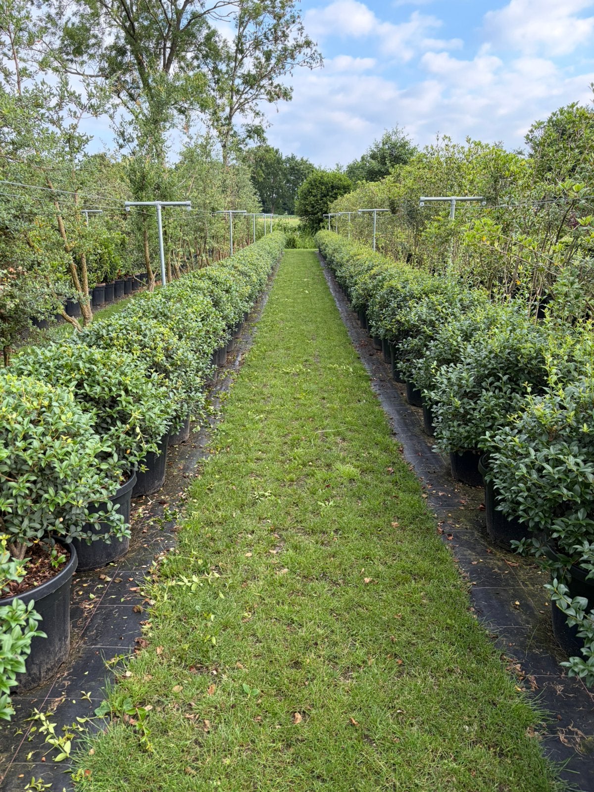 Osmanthus burkwoodii schijnhulst bolvormen tot 160 cm!, Tuin en Terras, Ophalen, Overige soorten, Struik, Minder dan 100 cm