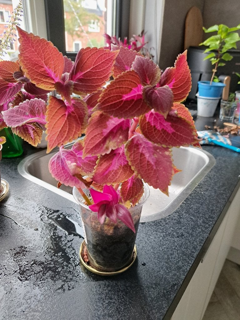 Hele mooie plantjes bijna gratis, Ophalen, Vaste plant, Overige soorten, Volle zon