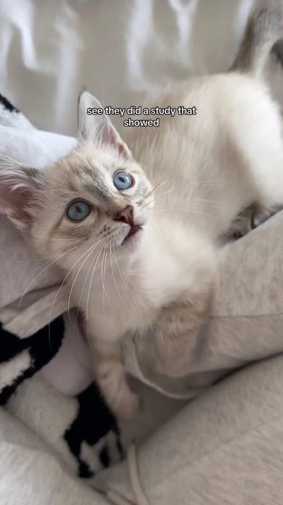 !GEZOCHT! Lynx point tabby kitten., Geslacht onbekend, 0 tot 2 jaar