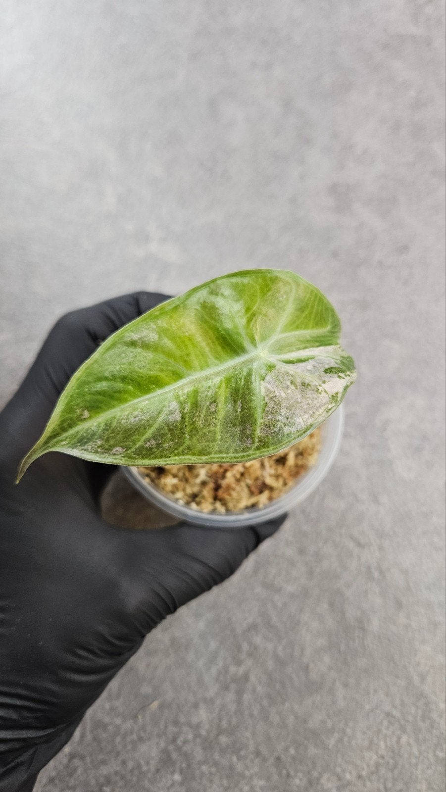 Alocasia 'Pink Dragon' Variegata, Ophalen of Verzenden, Halfschaduw, Minder dan 100 cm
