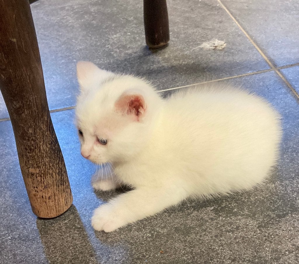 kittens, Poes, Kortharig, 0 tot 2 jaar