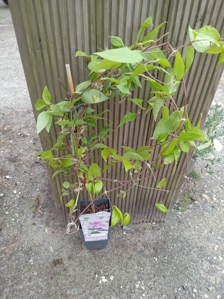 Klimplanten clematis, Ophalen of Verzenden, Vaste plant, Volle zon