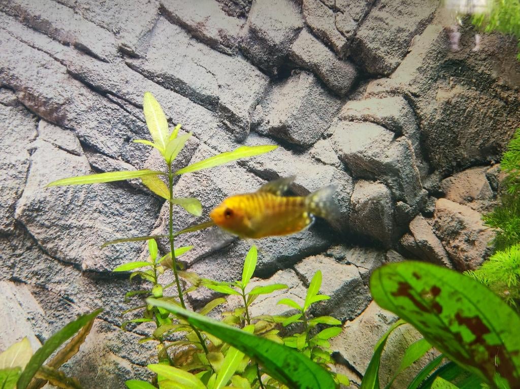 Goud gourami, Dieren en Toebehoren, Vissen | Aquariumvissen