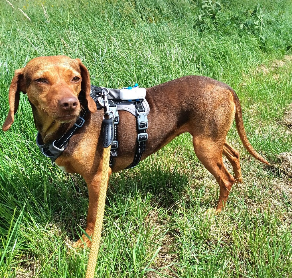 Stella, Dieren en Toebehoren, Particulier, Buitenland, Teef, Eén hond
