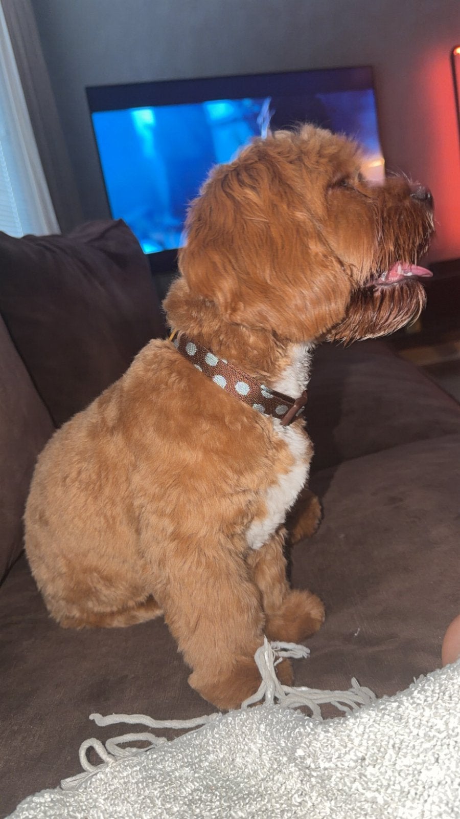 Cavapoo reu 6 maanden zoekt gouden mandje, Parvo, 15 weken tot 1 jaar, Reu, Eén hond