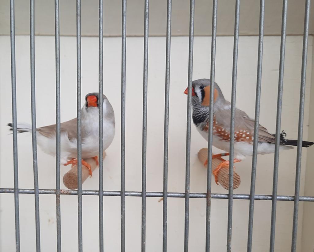 Mooi koppel zebravinken, Meerdere dieren, Tropenvogel