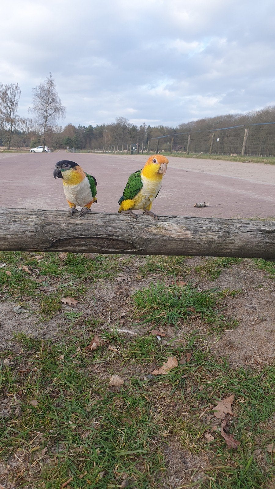 GEZOCHT  roestkop caique, Dieren en Toebehoren, Vrouwelijk, Geringd