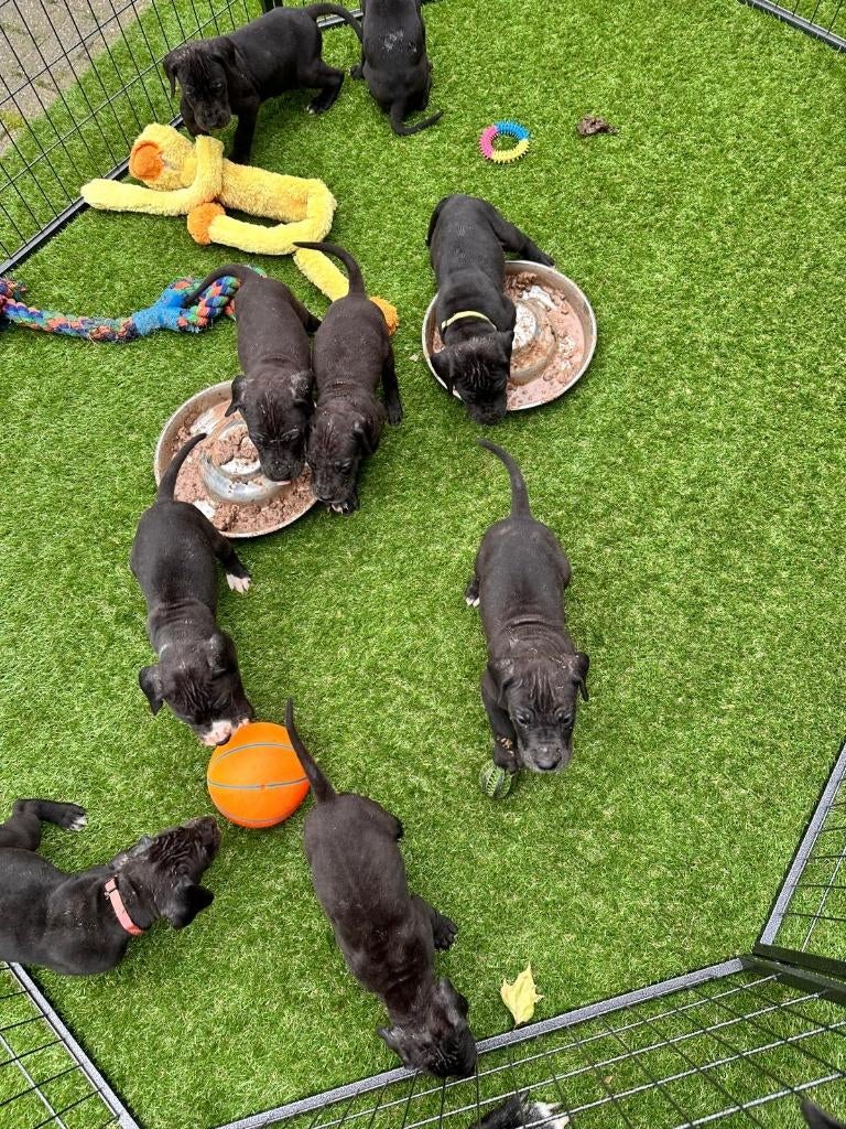 Duitse Dog pups geboren, België, Particulier, Overige rassen, 8 tot 15 weken