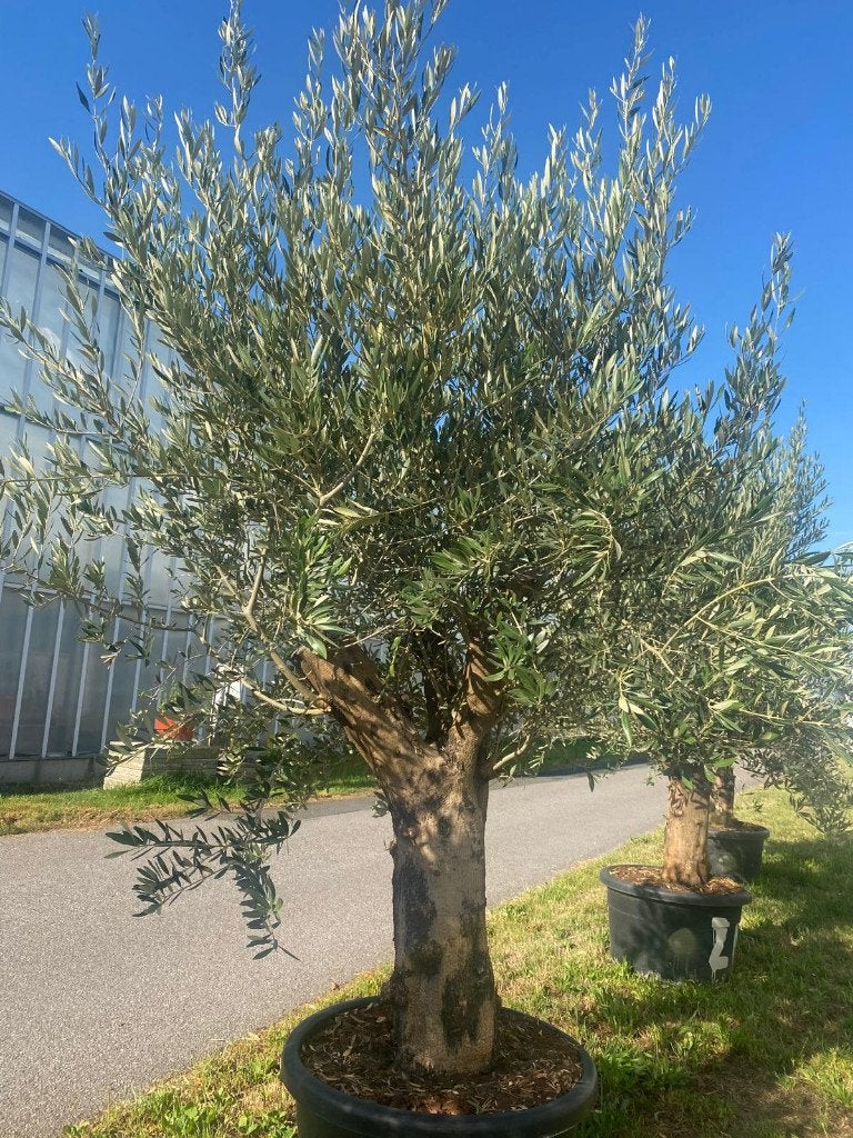 XXXL Dikke Olijfboom Olea Europaea Blije olijfbomen, Tuin en Terras, Lente, 100 tot 250 cm, Olijfboom, Ophalen