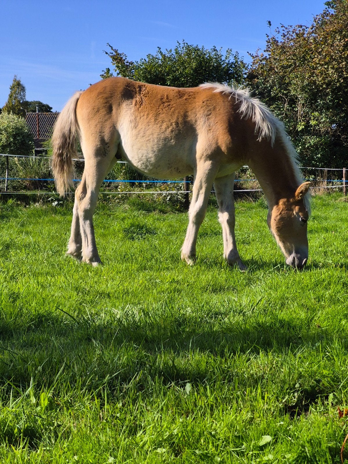 2 haflinger hengst veulens, Dieren en Toebehoren