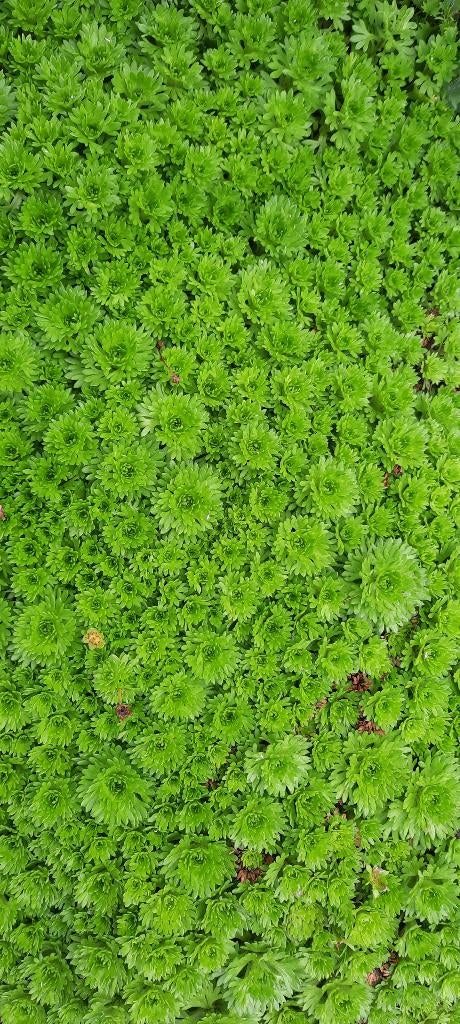 veel soorten vaste planten, Ophalen, Vaste plant, Overige soorten, Halfschaduw