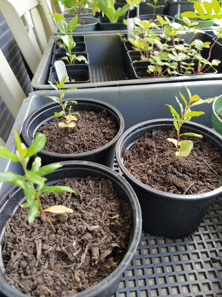 Te koop: granaatappel zaailingen, Ophalen, Vaste plant, Fruitplanten, Volle zon