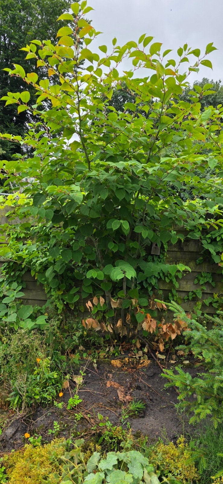 Diverse planten en struiken GRATIS af te halen, Tuin en Terras, Planten | Tuinplanten, Ophalen