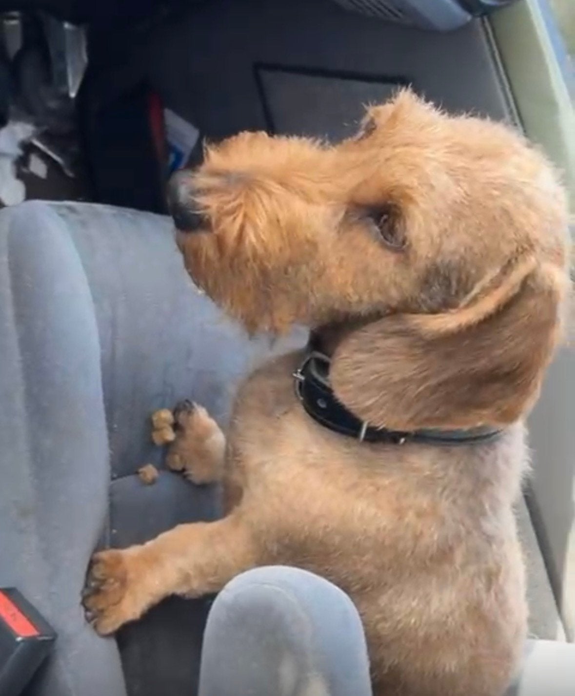 verwacht nestje prachtige teckels ruwhaar, Dieren en Toebehoren, Honden | Teckels en Dashonden, Parvo, Standaard, 8 tot 15 weken