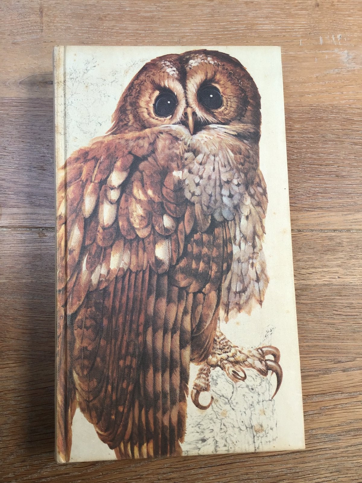 Het beste vogelboek, Mannelijk