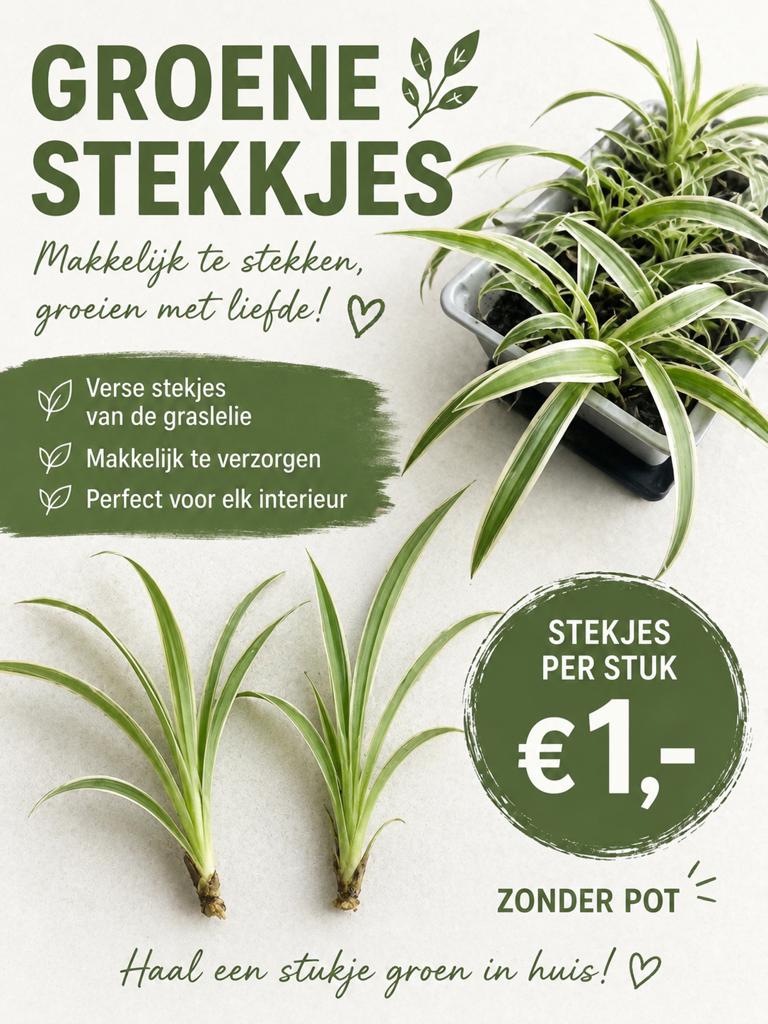 Groene stekjes / graslelie stekjes  1 euro per stekje, Ophalen of Verzenden, Zo goed als nieuw
