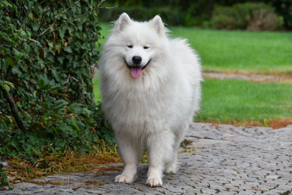 Samojeed dekreu - met stamboom, België, Reu, Parvo, Eén hond