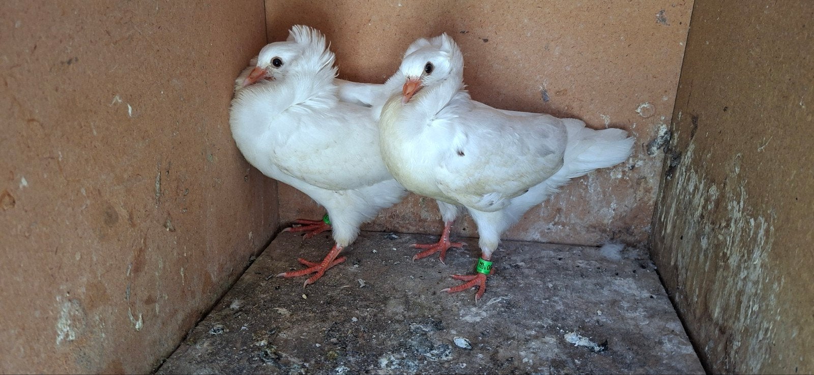 Tekoop. Twee witte Oudhollands kapucijnen duiven piepers, Meerdere dieren, Overige soorten