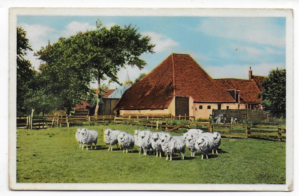 Texel Schapen in de wei Ansichtkaart uit 1956 (B7455), Ophalen of Verzenden, 1940 tot 1960, Gelopen, Waddeneilanden