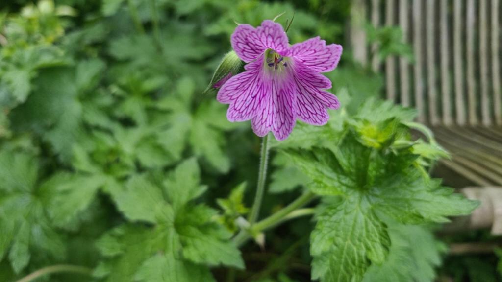 2 soorten geraniums, crocosmia oranje, Ophalen