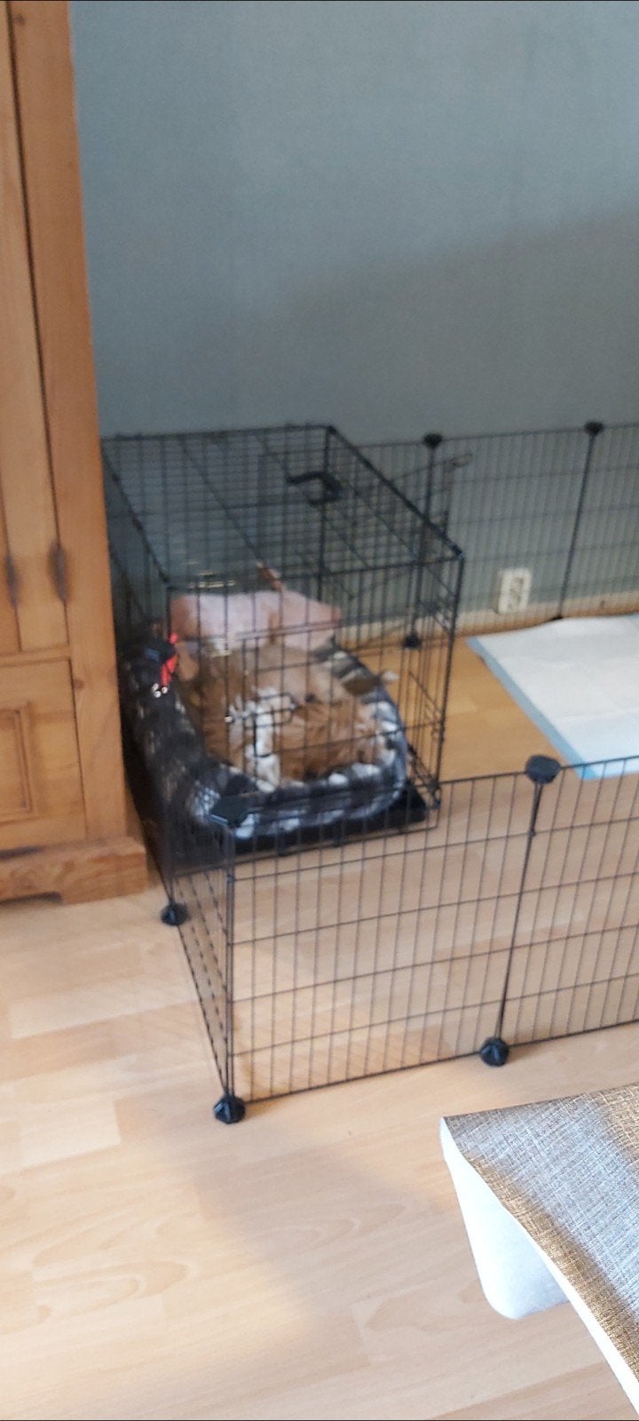 Puppyren / kleine huisdieren, Ophalen of Verzenden, Zo goed als nieuw, 110 cm of meer, Minder dan 65 cm