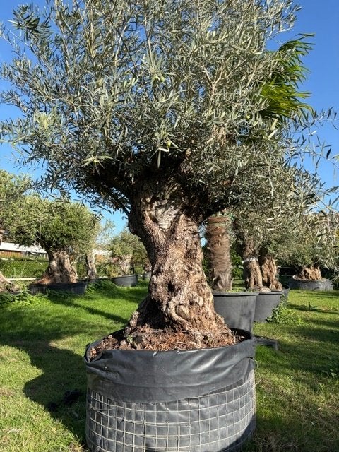 TE KOOP prachtige oude olijfboom met robuuste stam NR:BA20, Tuin en Terras, Overige soorten, 100 tot 250 cm, Zomer, Ophalen