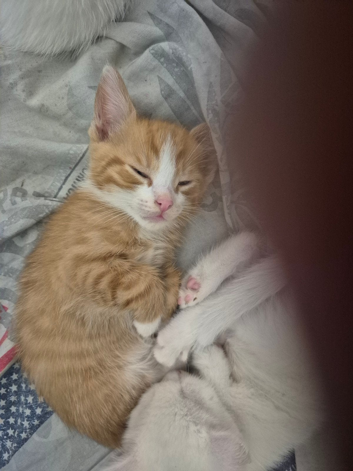3 hele lieve tamme kittens, Dieren en Toebehoren, Meerdere dieren, Kortharig, 0 tot 2 jaar