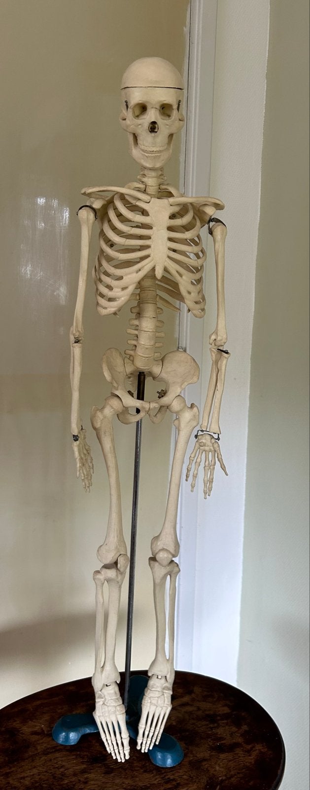 Anatomisch skeletmodel - 88 cm hoog, Ophalen, Gebruikt
