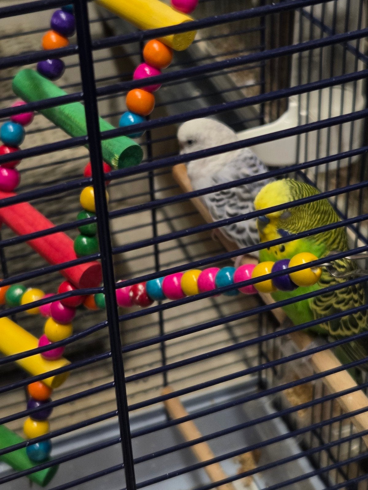 Koppel grasparkieten, Dieren en Toebehoren, Vogels | Parkieten en Papegaaien, Meerdere dieren, Parkiet