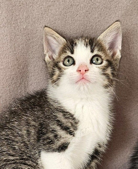 2 schattige Halfras kittens, vrouwtjes, Meerdere dieren, Kortharig, 0 tot 2 jaar