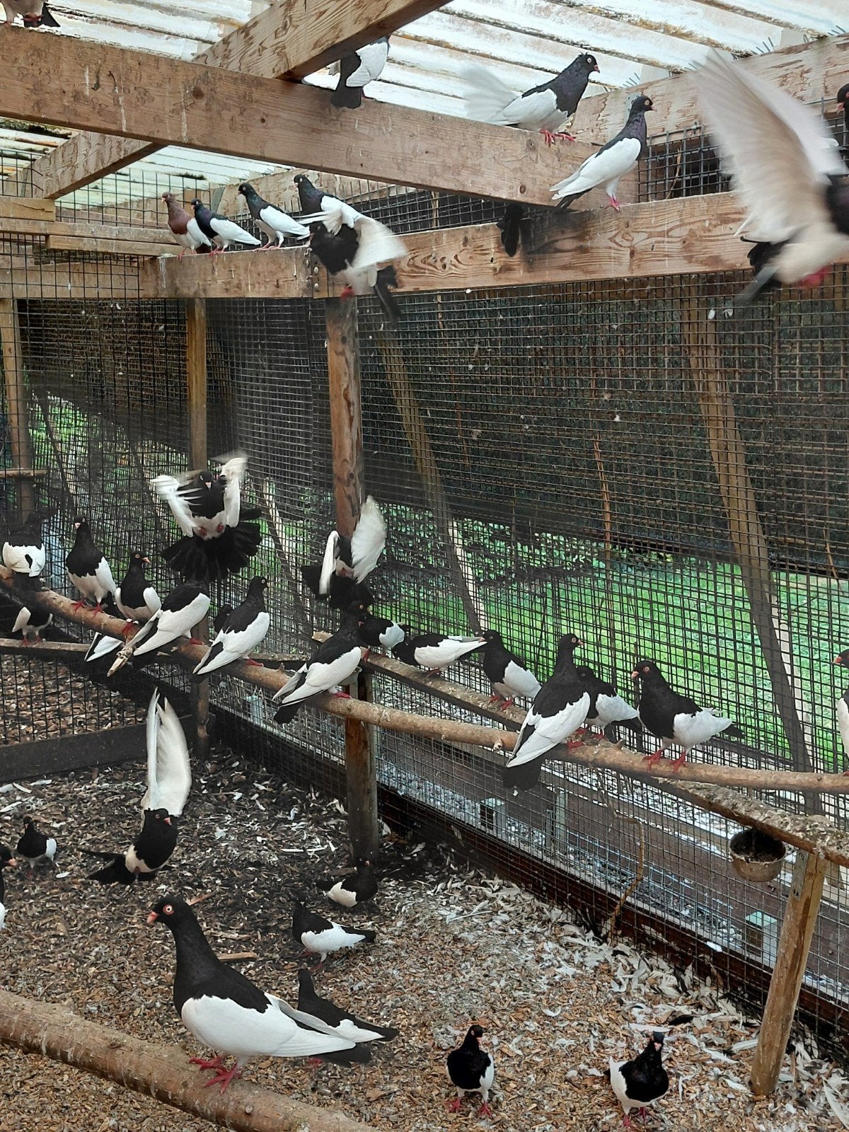 mooie eksterduiven, Dieren en Toebehoren