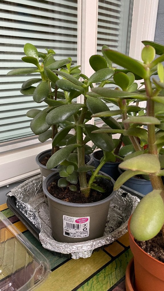 Mooie en gezonde Vetplant (Crassula Ovata), Huis en Inrichting, Kamerplanten, Ophalen, Vetplant, In pot, Minder dan 100 cm