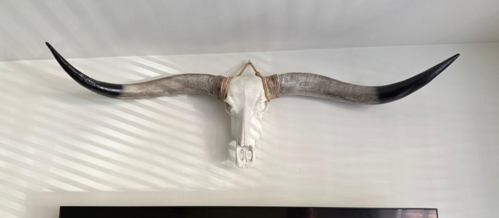 Schedel Boho/western Texas stijl XL, Huis en Inrichting, Woonaccessoires | Overige, Ophalen, Zo goed als nieuw