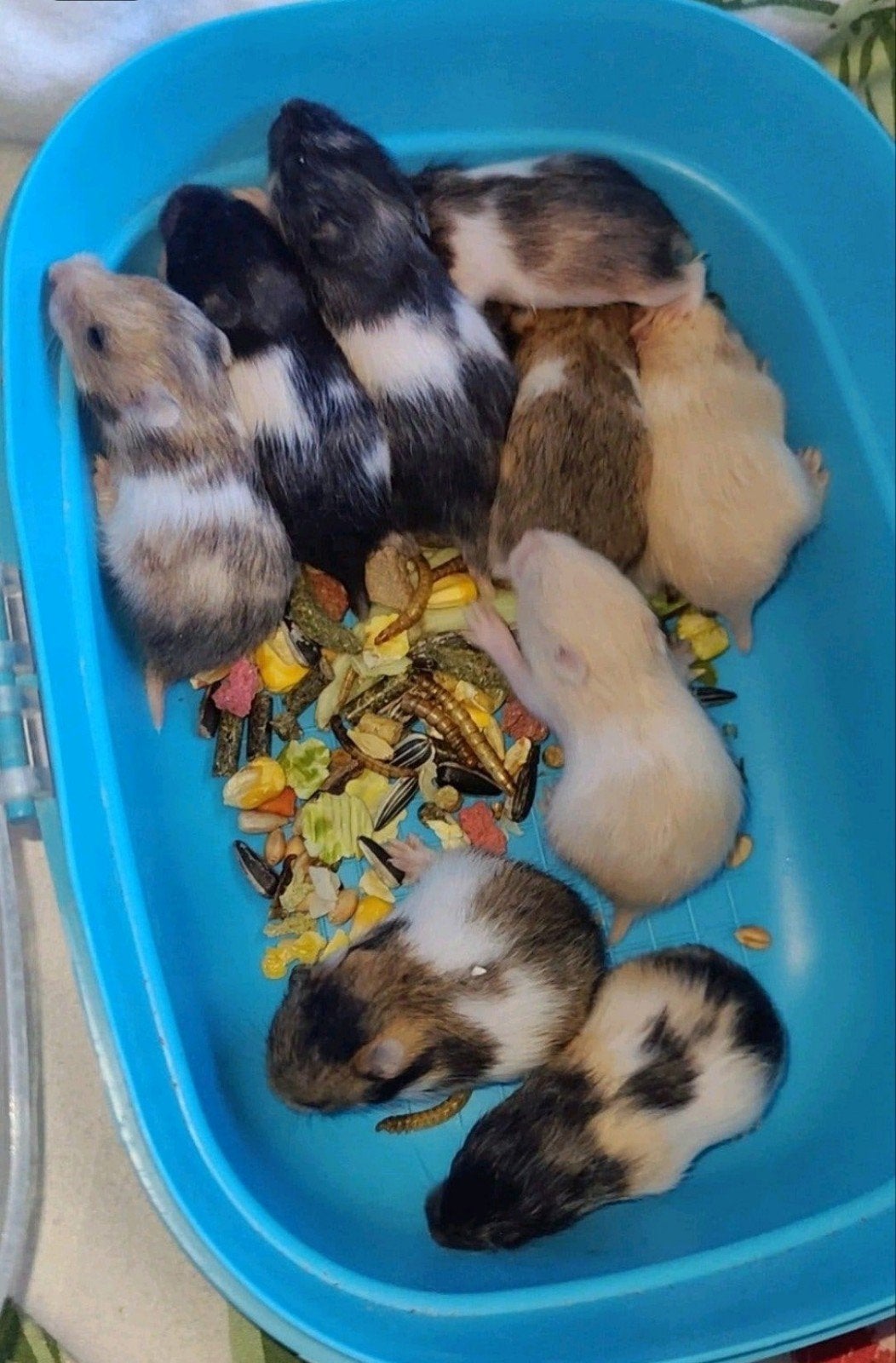 Jonge baby Syrische hamsters, Dieren en Toebehoren, Hamster, Augustus, Meerdere dieren, Tam