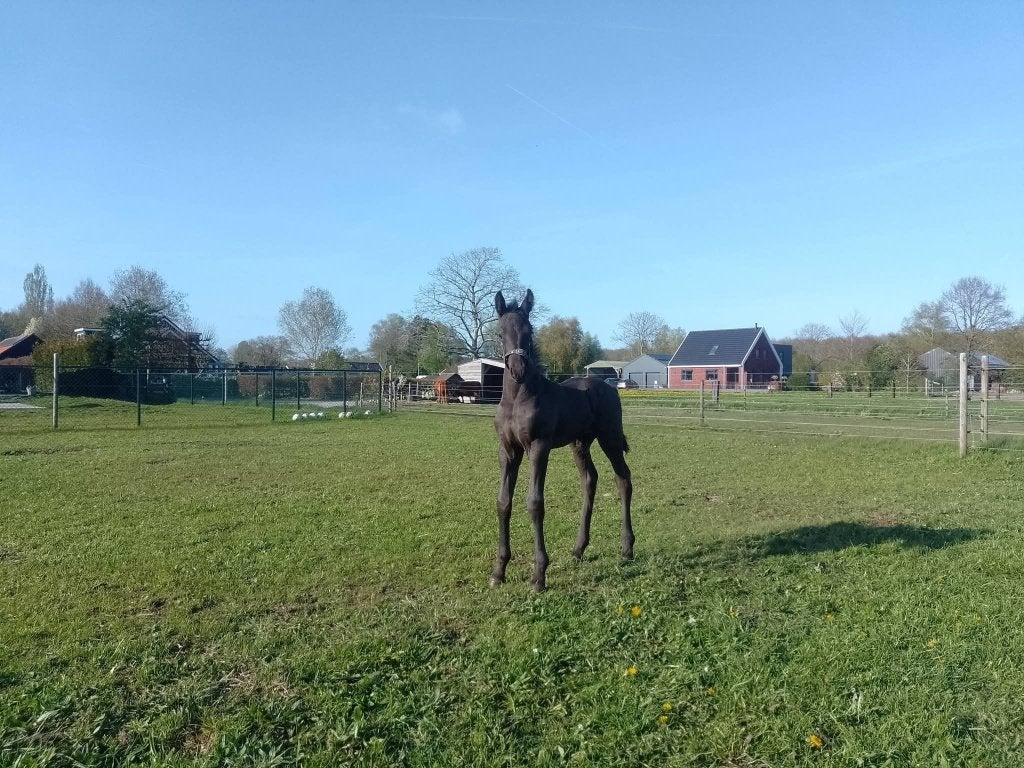 Fries hengst veulen, Dieren en Toebehoren, Minder dan 160 cm, Niet van toepassing, Dressuurpaard, 0 tot 2 jaar