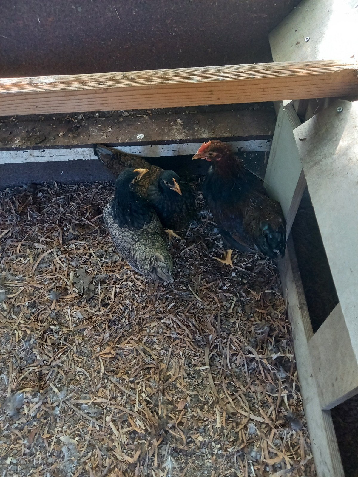 Barnevelder kriel, Dieren en Toebehoren, Meerdere dieren, Kip