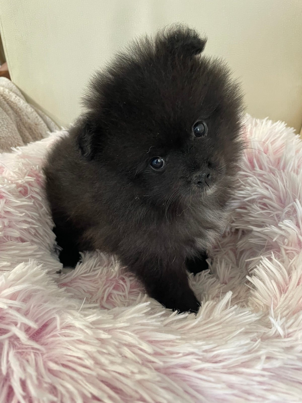 5 Prachtige pomeriaan/dwergkees pups.️🩵🩷, Overige rassen, 8 tot 15 weken, Parvo, Meerdere