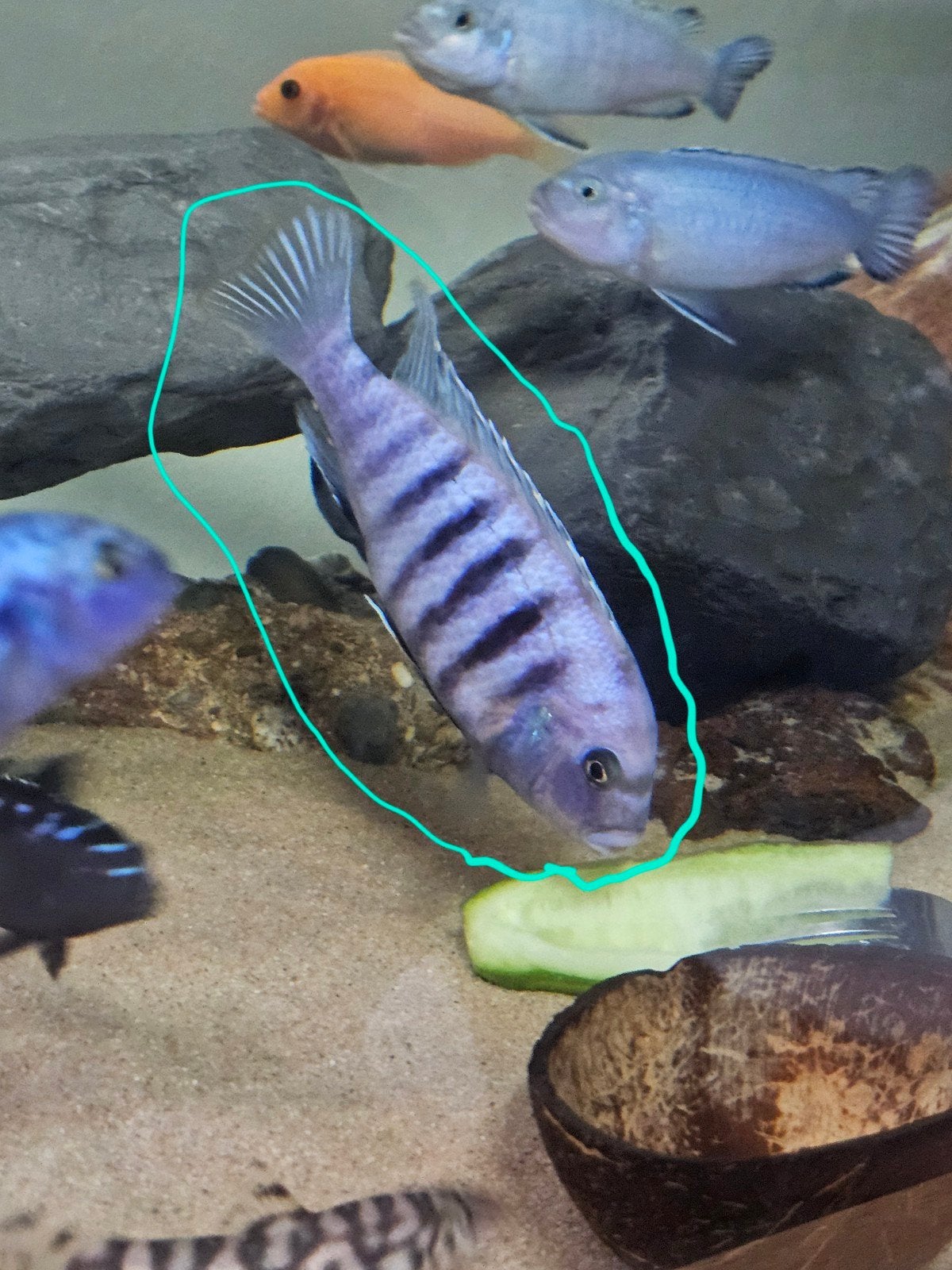 Vis, Dieren en Toebehoren, Vissen | Aquariumvissen, Vis
