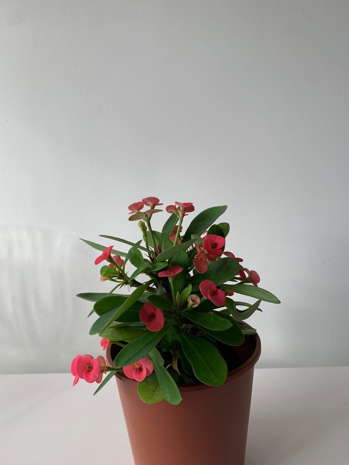 Euphorbia milii, Huis en Inrichting, Ophalen of Verzenden, Halfschaduw, Minder dan 100 cm