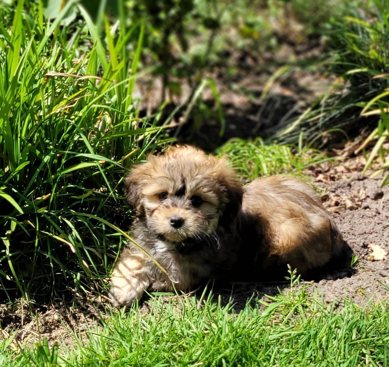 Leuke boomer pups te koop!, Dieren en Toebehoren, Honden | Chihuahua's en Gezelschapshonden, Parvo, Overige rassen, 8 tot 15 weken