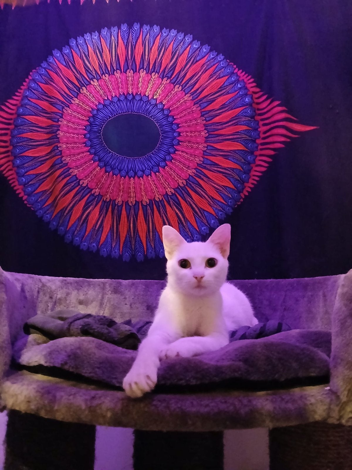 Mag ik jouw allerliefste vriendinnetje worden?, Dieren en Toebehoren, Katten en Kittens | Overige Katten, Poes, Kortharig