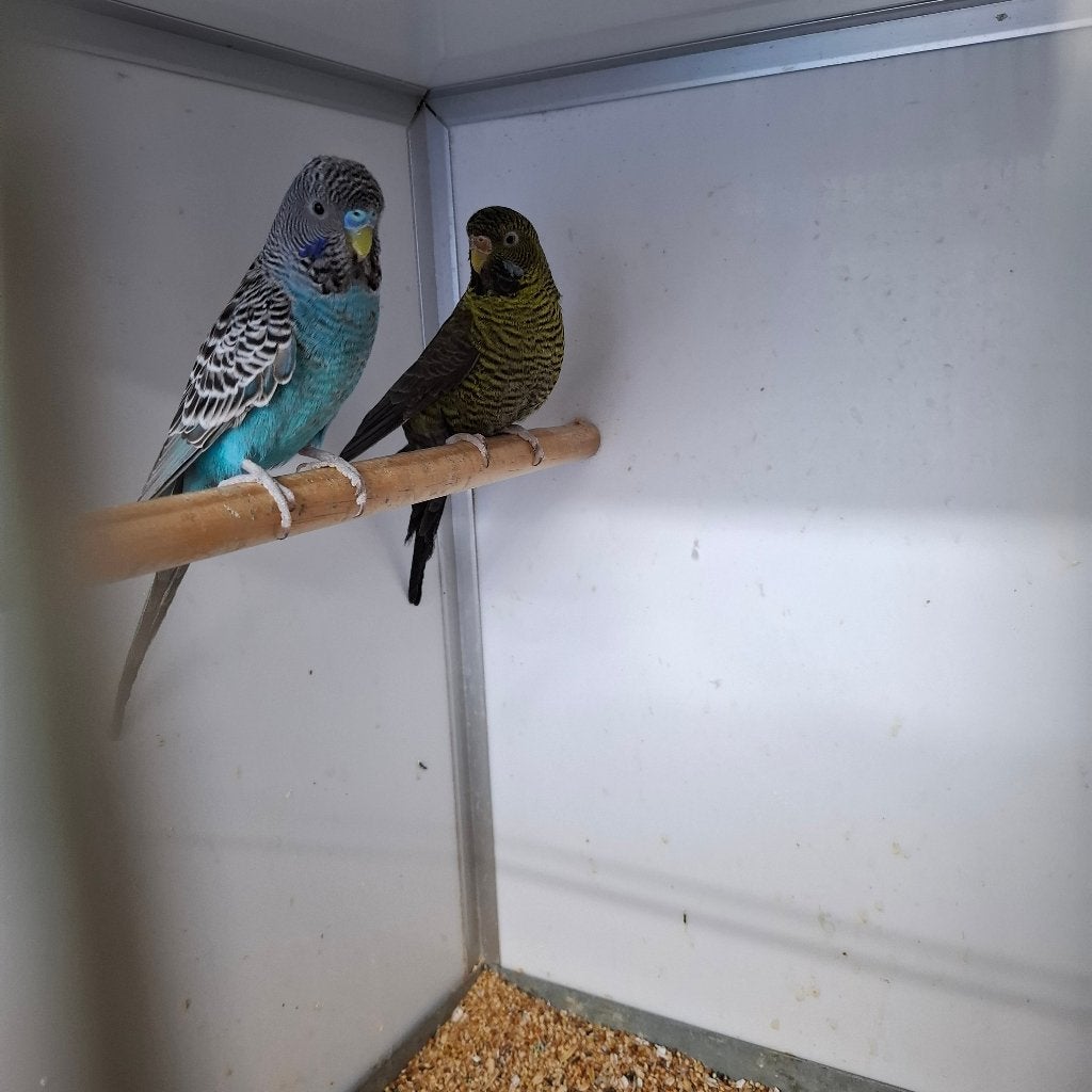 Koppel black face, black wing parkieten, Dieren en Toebehoren, Vogels | Parkieten en Papegaaien, Meerdere dieren, Parkiet, Geringd