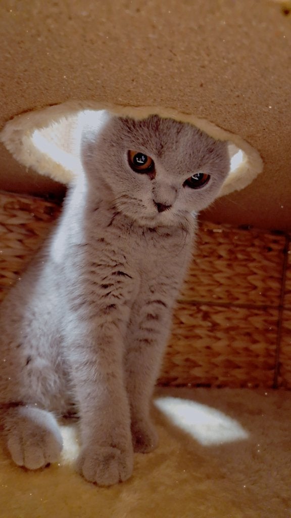 Britse korthaar kitten raszuiver, Dieren en Toebehoren, Katten en Kittens | Raskatten | Korthaar, Poes, Met stamboom, 0 tot 2 jaar