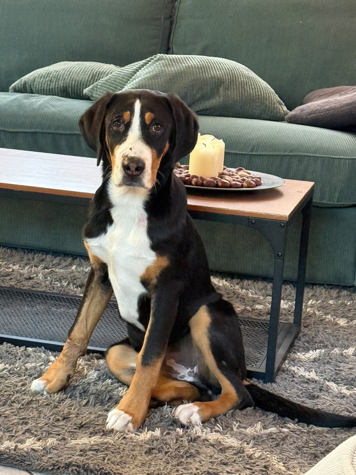 Grote Zwitserse Sennenhond - teef, Dieren en Toebehoren, 15 weken tot 1 jaar, CDV (hondenziekte), Teef, Groot