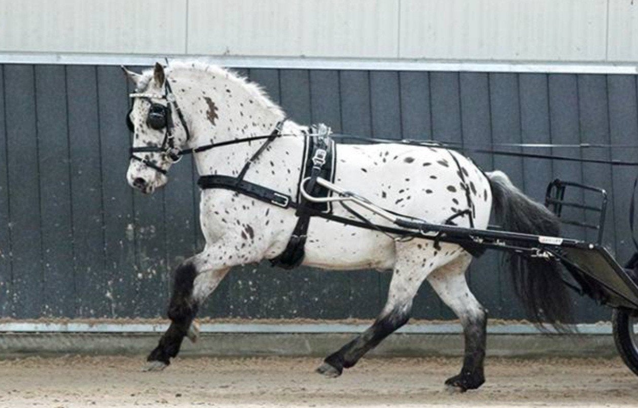 gezocht ZIlco mentuig, maat shet., Dieren en Toebehoren, Paarden en Pony's | Hoofdstellen en Tuigage, Ophalen of Verzenden, Groen