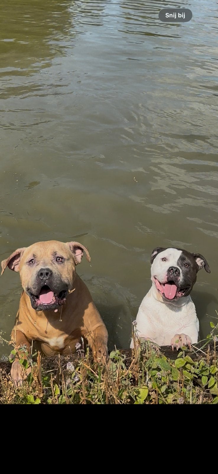 American Bully, 6 jaar of ouder, Parvo, Overige rassen, Meerdere